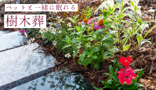 【滋賀県東近江】『興福寺』のペットと共に眠れる樹木葬について紹介